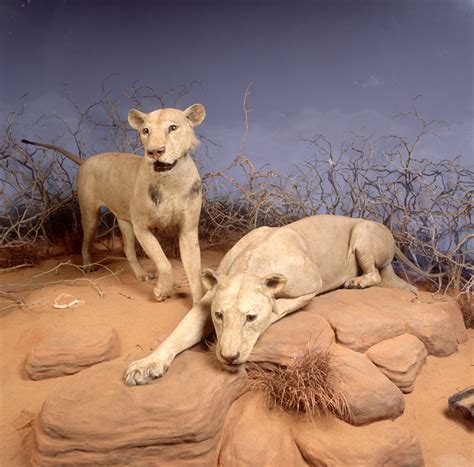 The Asiatic lions, which were found in large numbers in central, southern and western Asia in former days, are found today only in The Gir forest range of India, which has an area of only 1412 sq km. . Lions of tsavo size